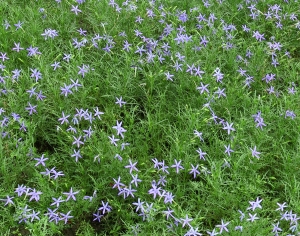 鲜花花丛-ID:550436973