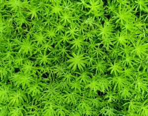 树叶草坪-ID:352495919