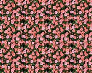 鲜花花丛-ID:496416091
