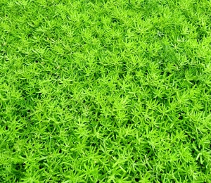 树叶草坪-ID:688831095