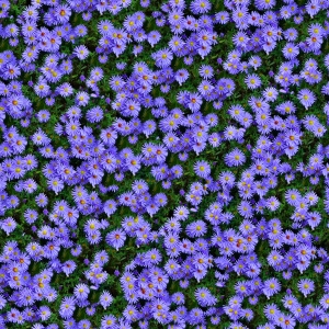 鲜花花丛-ID:417574889
