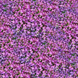 鲜花花丛-ID:998857985