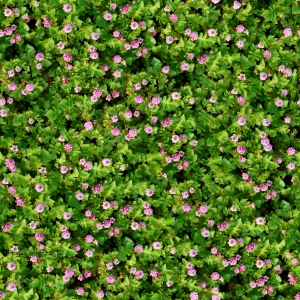 鲜花花丛-ID:507363088