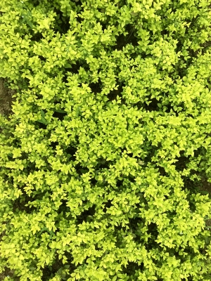 鲜花花丛-ID:480551004