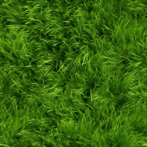树叶草坪-ID:214019068