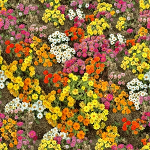 鲜花花丛-ID:160789019