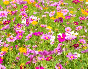 鲜花花丛-ID:137582068
