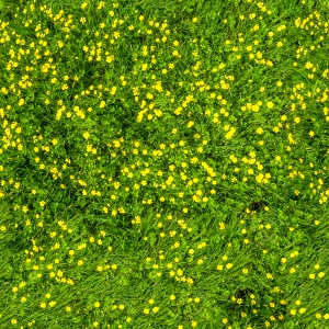 鲜花花丛-ID:163690092