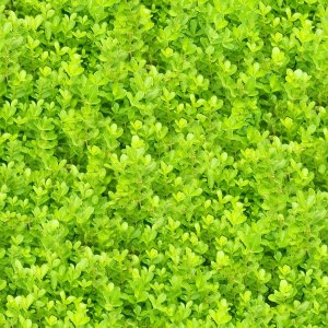 鲜花花丛-ID:681862126