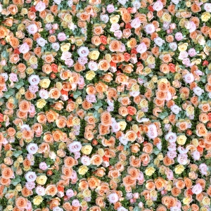 鲜花花丛-ID:293585064