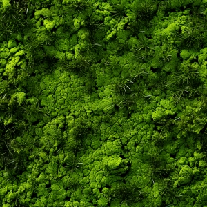 树叶草坪-ID:535550199