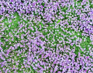 鲜花花丛-ID:787309892