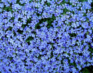 鲜花花丛-ID:792809961