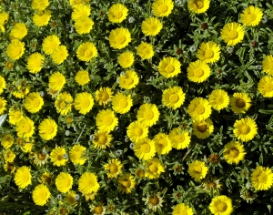 鲜花花丛-ID:470956094