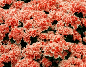 鲜花花丛-ID:344785931
