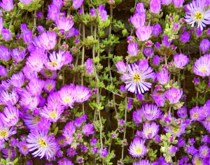 鲜花花丛-ID:198374992