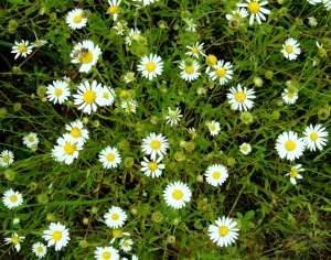 鲜花花丛-ID:283319955
