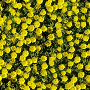 鲜花花丛-ID:237069166