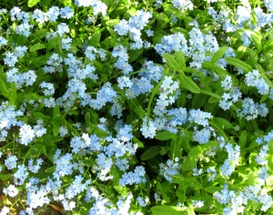 鲜花花丛-ID:177325967