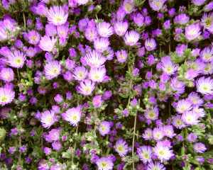 鲜花花丛-ID:208749066