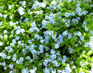 鲜花花丛-ID:713867902