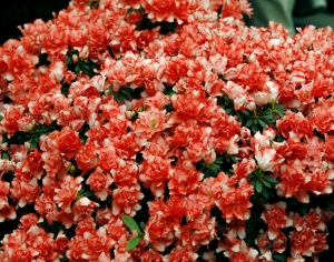 鲜花花丛-ID:199980774