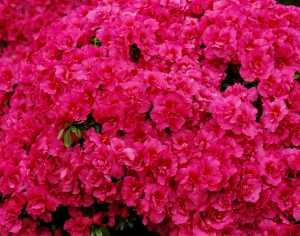 鲜花花丛-ID:932234055