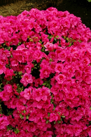 鲜花花丛-ID:716766125