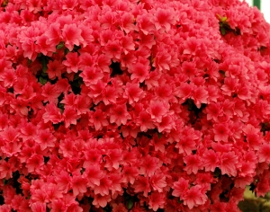 鲜花花丛-ID:194299945