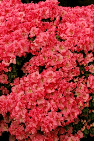 鲜花花丛-ID:497154951