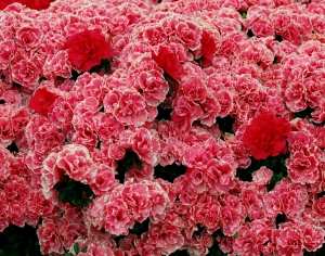 鲜花花丛-ID:888581047