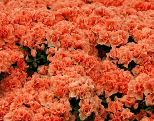 鲜花花丛-ID:986430669