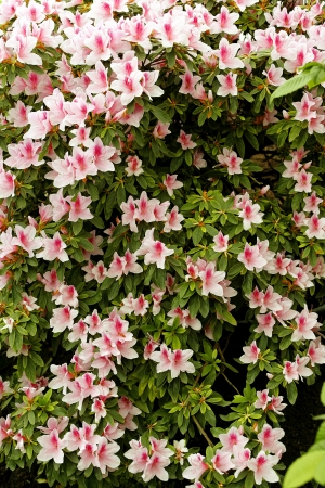 鲜花花丛-ID:588912967