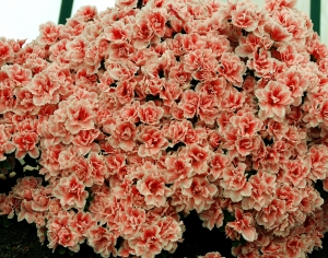 鲜花花丛-ID:538593057