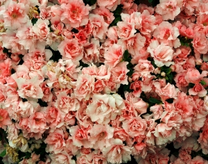 鲜花花丛-ID:138082031