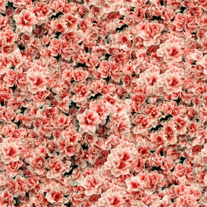 鲜花花丛-ID:698320996
