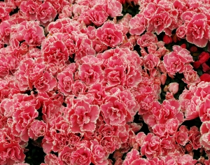 鲜花花丛-ID:200951136