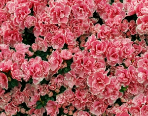 鲜花花丛-ID:106832989