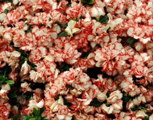 鲜花花丛-ID:238349498