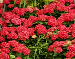 鲜花花丛-ID:922941926