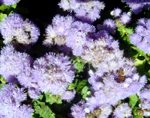 鲜花花丛-ID:534699012