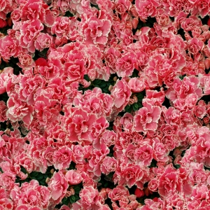 鲜花花丛-ID:442181113