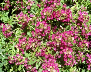 鲜花花丛-ID:934355972