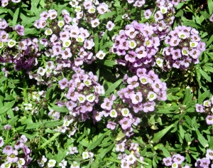 鲜花花丛-ID:239079952