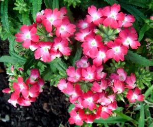 鲜花花丛-ID:204092037