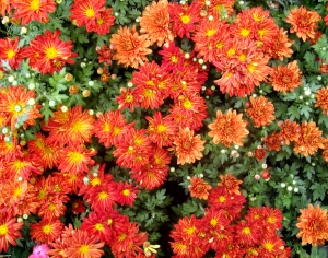鲜花花丛-ID:491233117