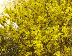 鲜花花丛-ID:439027072