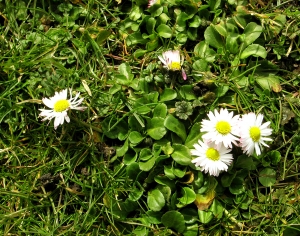 鲜花花丛-ID:395370012