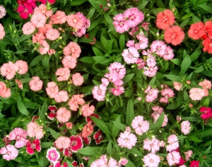 鲜花花丛-ID:120953089
