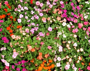 鲜花花丛-ID:848330027